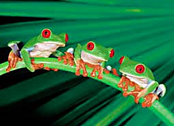 Three Red Eyed Frogs Keyring