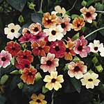 Unbranded Thunbergia African Sunset Seeds 412640.htm