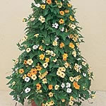 Unbranded Thunbergia Susie Plantss 478921.htm