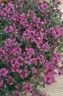 Unbranded Thyme Creeping Red x 5 young plants