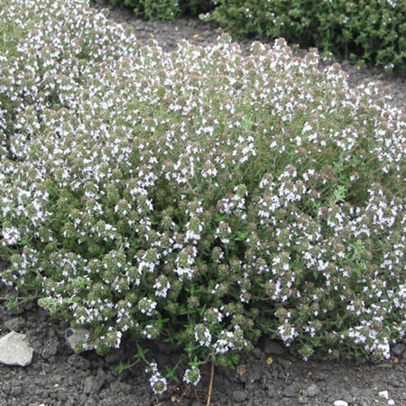 Unbranded Thyme Orange-Scented Seeds Average Seeds 510