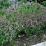 Unbranded Thyme Seeds 436222.htm