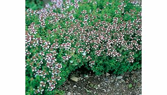 Unbranded Thyme Seeds