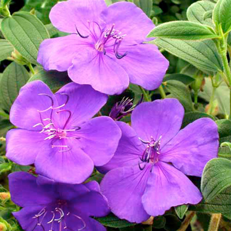 Unbranded Tibouchina Rich Blue Sun Plants Pack of 3 Pot
