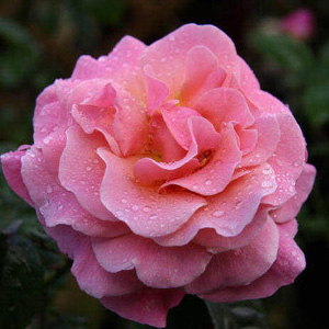 Unbranded Tickled Pink Floribunda Rose