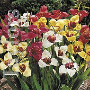 Unbranded Tigridia Mixed Tiger Flower Bulbs