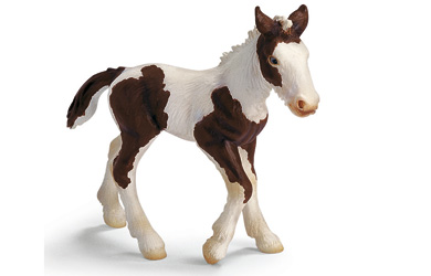 Unbranded Tinker Foal