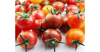 Unbranded Tomato Artisan Seeds - Bumble Bee Mix
