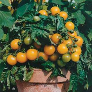 Unbranded Tomato Balconi Yellow Seeds