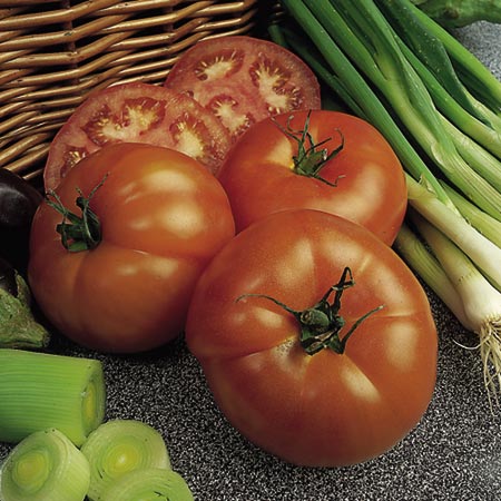 Unbranded Tomato Beefeater F1 Plants Pack of 5 Pot Ready