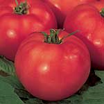 Unbranded Tomato Buffalo F1 Plants
