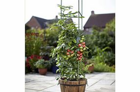 Unbranded Tomato Cage Kit