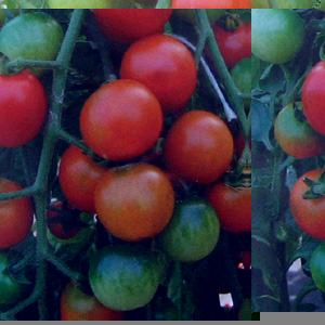 Unbranded Tomato Cherrola F1 Hybrid Seeds