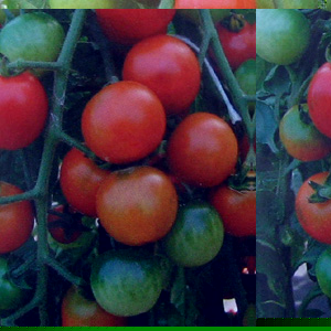Unbranded Tomato Cherrola F1 Hybrid Seeds