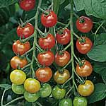 Unbranded Tomato Cherry Belle F1 Plants 453041.htm