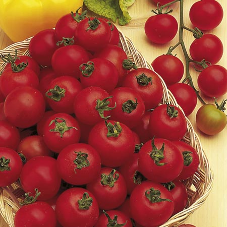 Unbranded Tomato Cherry Belle F1 Plants Pack of 6 Pot