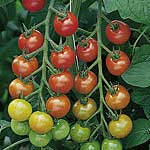 Unbranded Tomato Cherry Belle F1 Plants