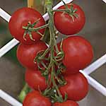 Unbranded Tomato Cossack F1 Seeds 439024.htm
