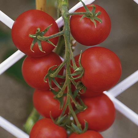 Unbranded Tomato Cossack F1 Seeds Average Seeds 25