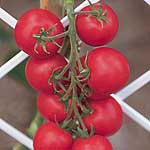Unbranded Tomato Cossack F1 Seeds
