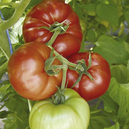 Unbranded Tomato Country Taste F1 Seeds 8 Seeds