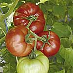 Unbranded Tomato Country Taste F1 Seeds