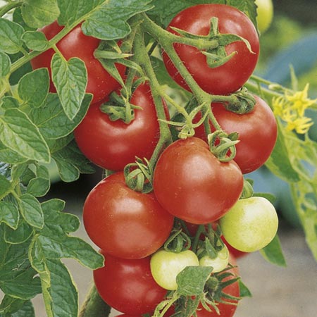 Unbranded Tomato Cumulus F1 Plants Pack of 5 Pot Ready
