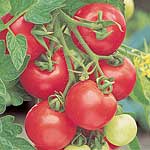 Unbranded Tomato Cumulus F1 Seeds