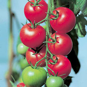 Tomato F1 Fantasio Seeds