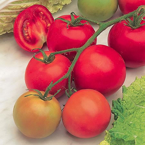Unbranded Tomato F1 Shirley Seeds