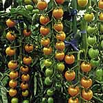 Unbranded Tomato F1 Sungold Seeds