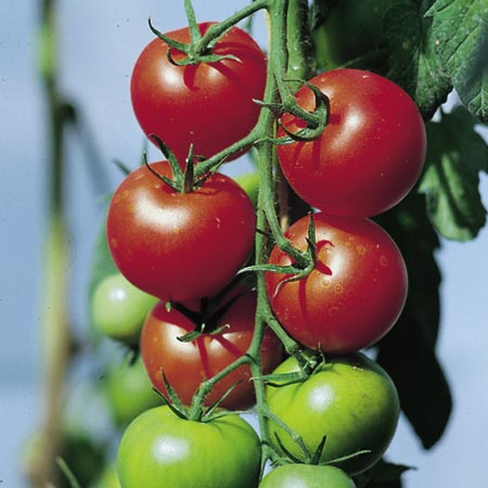 Unbranded Tomato Fantasio F1 Plants Pack of 5 Pot Ready