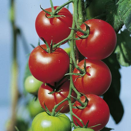 Unbranded Tomato Fantasio F1 Plants Pack of 6 Pot Ready