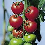 Unbranded Tomato Fantasio F1 Plants