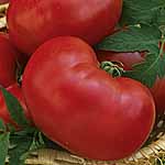 Unbranded Tomato Faworyt Seeds 439140.htm