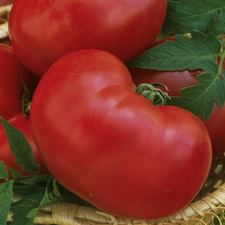 Unbranded Tomato Faworyt Seeds Average Seeds 40