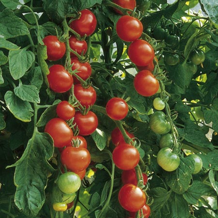 Unbranded Tomato Gardeners Delight Plants Pack of 5 Pot