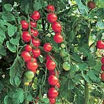 Unbranded Tomato Gardener`s Delight Plants
