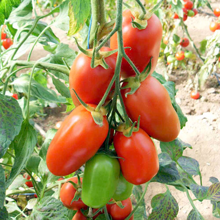 Unbranded Tomato Giulietta F1 Seeds 8 Seeds