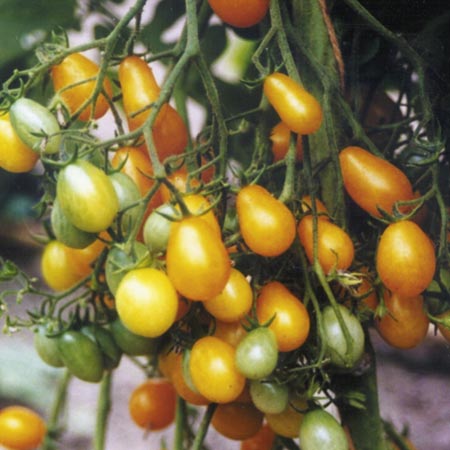 Unbranded Tomato Golden Peardrop Seeds 20 Seeds