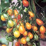 Unbranded Tomato Golden Peardrop Seeds