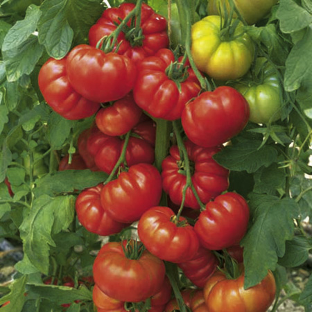 Unbranded Tomato Grafted Belriccio Plants Pack of 3 Pot