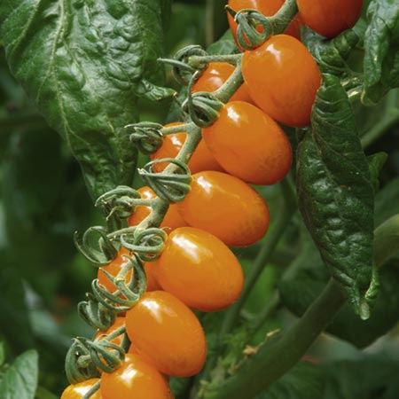 Unbranded Tomato Grafted Santorange Plants Pack of 3 Pot