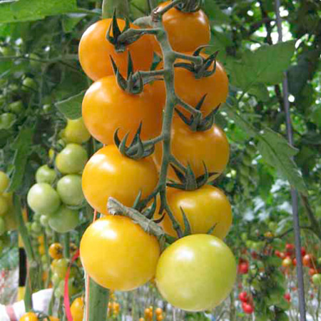 Unbranded Tomato Grafted Yellowsun Plants Pack of 3 Pot