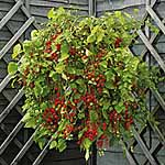 Unbranded Tomato Hundreds and Thousands Plants 488541.htm