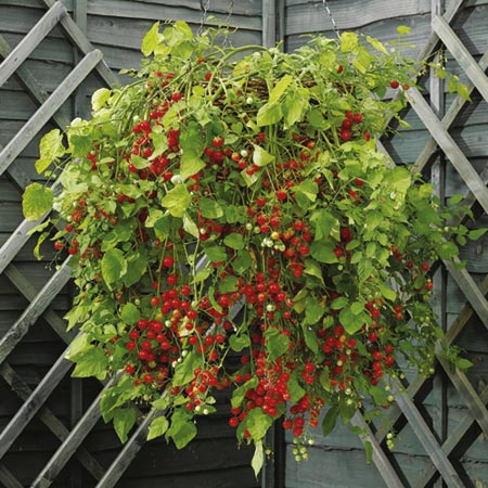 Unbranded Tomato Hundreds and Thousands Plants Pack of 3
