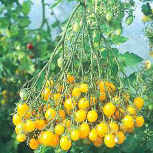 Unbranded Tomato Ildi Seeds
