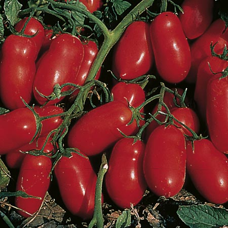 Unbranded Tomato Incas F1 Plants Pack of 5 Pot Ready