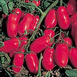 Unbranded Tomato Incas F1 Plants