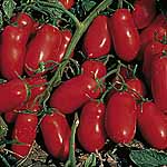 Unbranded Tomato Incas F1 Seeds 439075.htm
